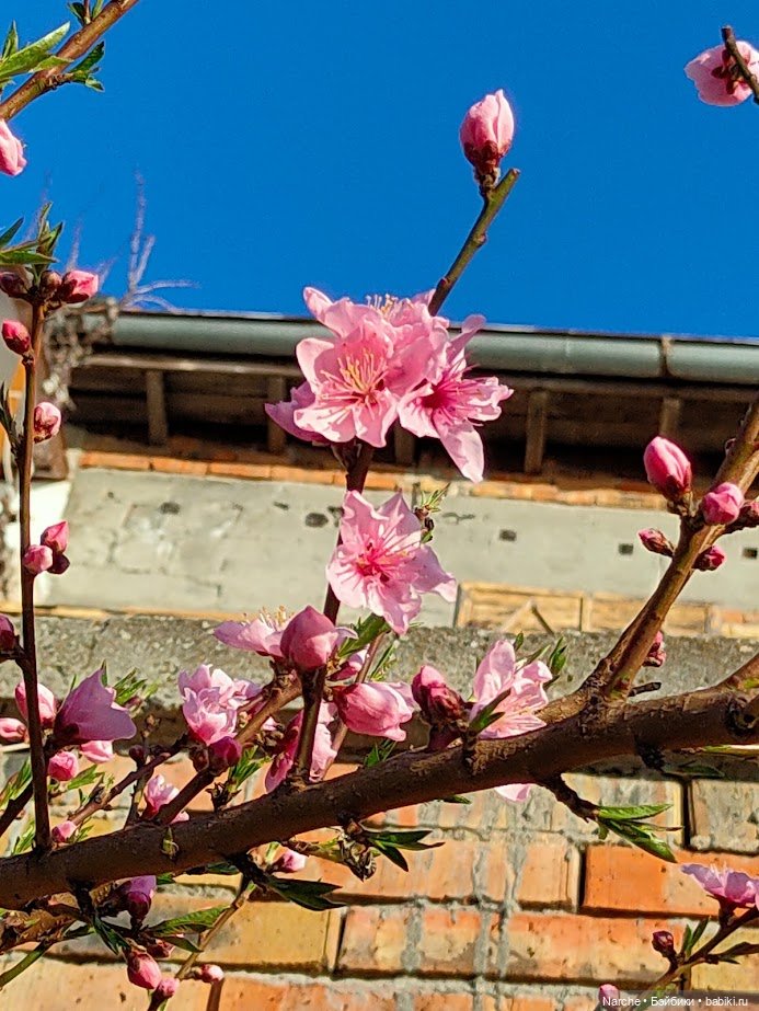 Новоселы - 23 — Коллекции винтажных кукол и игрушек: СССР