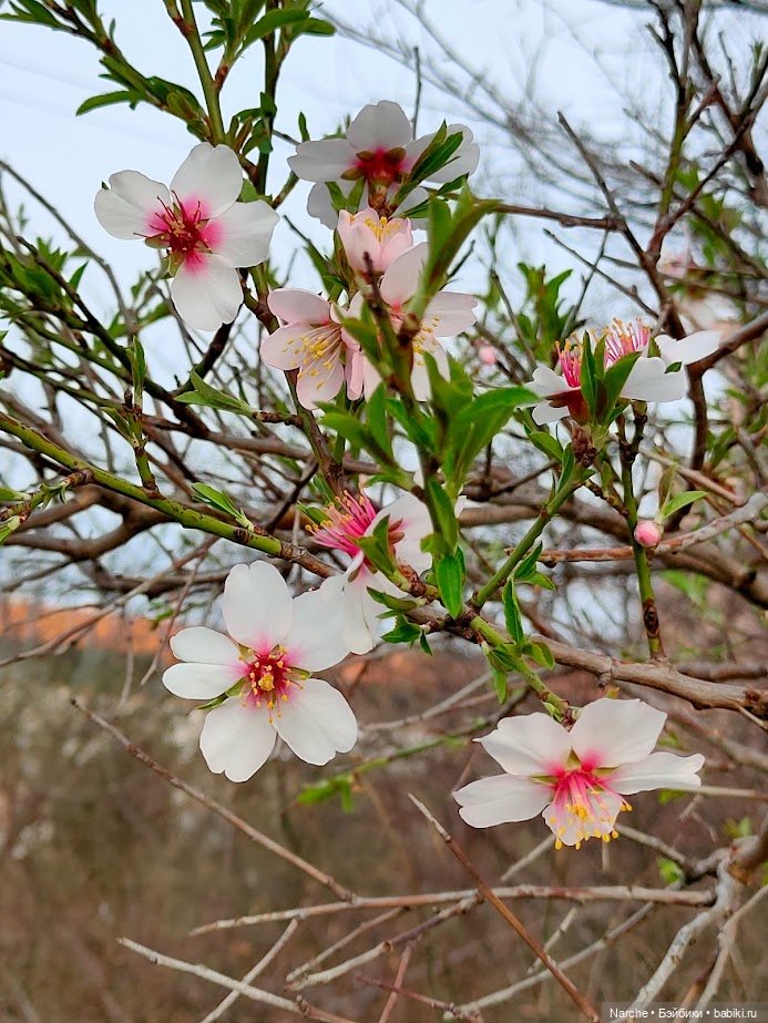 Новоселы - 23 — Коллекции винтажных кукол и игрушек: СССР