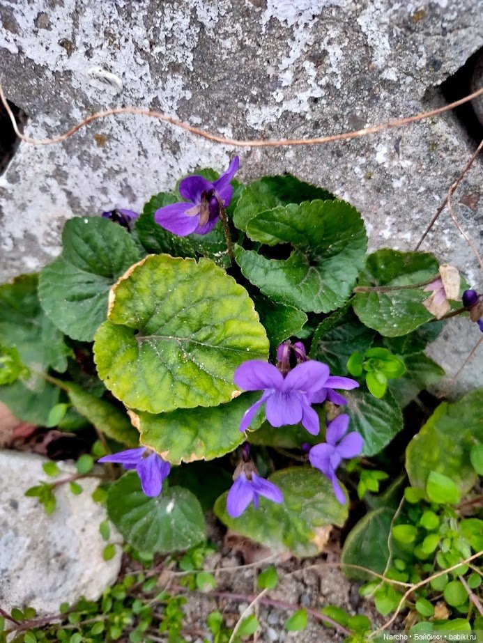 Новоселы - 23 — Коллекции винтажных кукол и игрушек: СССР (фото 7)