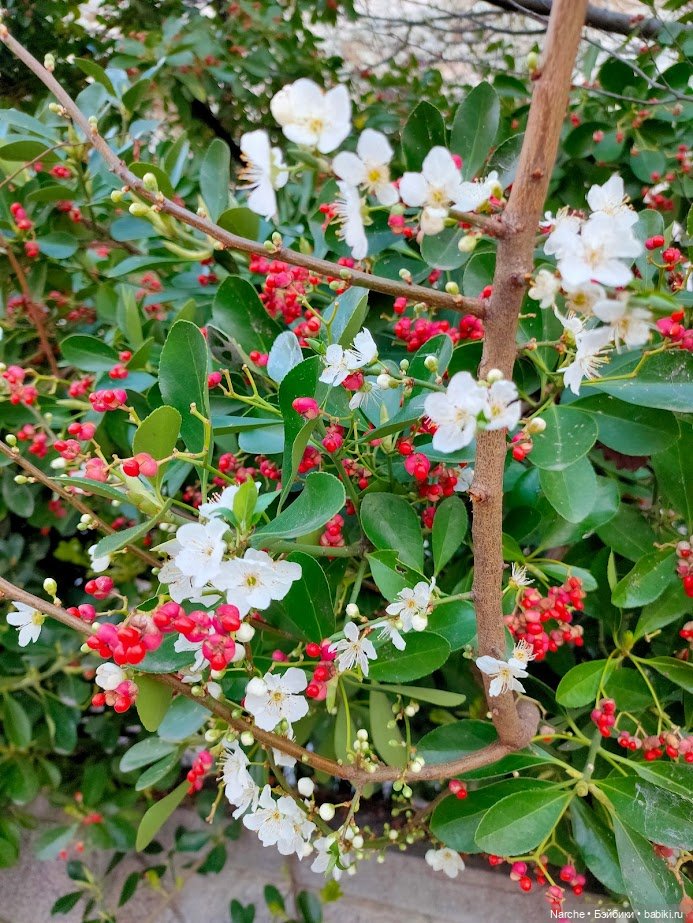 Новоселы - 23 — Коллекции винтажных кукол и игрушек: СССР