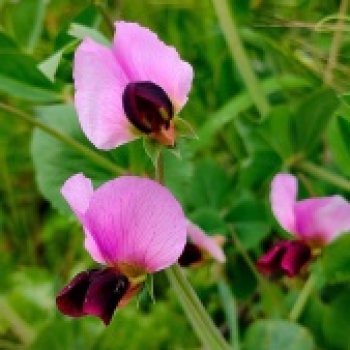 Новоселы - 23