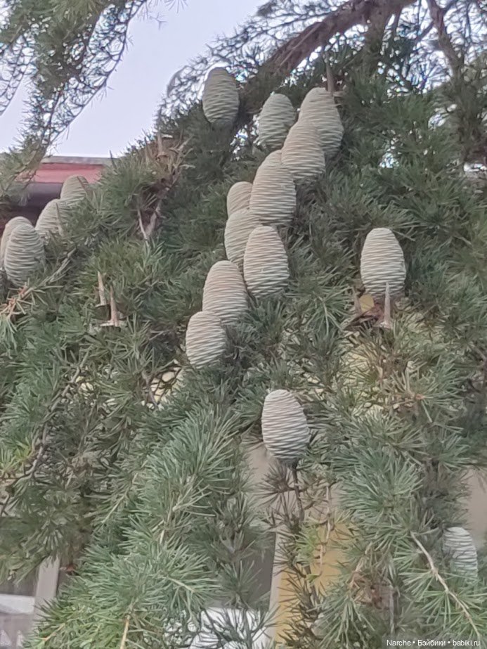 Новоселы- 26 — Винтажные куклы ГДР (Немки): Бигги