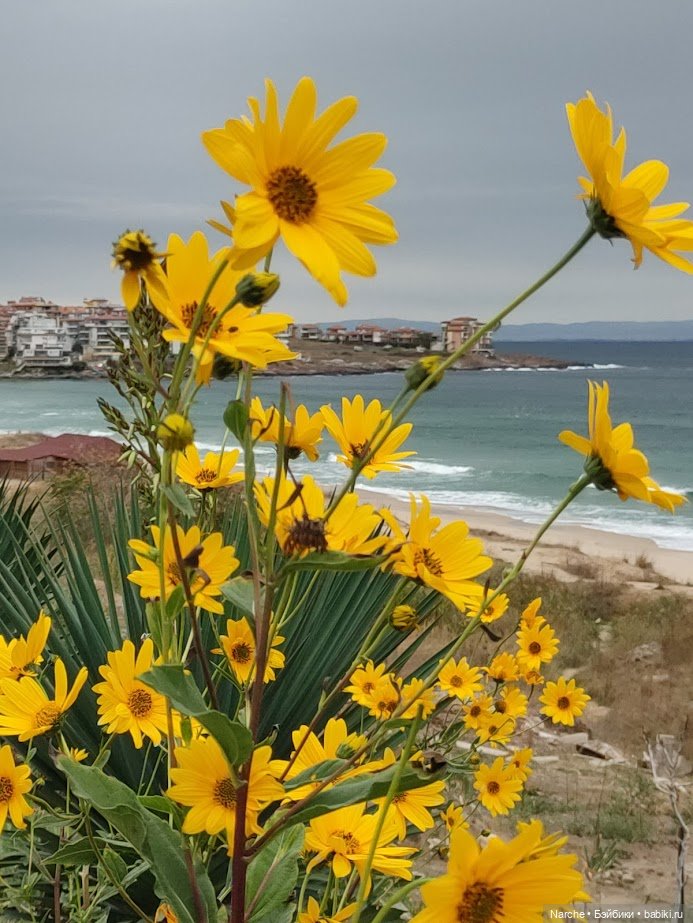 Новоселы- 26 — Винтажные куклы ГДР (Немки): Бигги