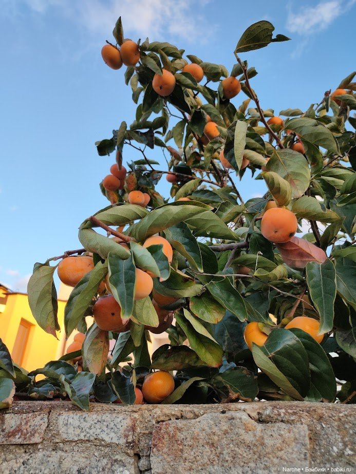 Новоселы- 27 — Винтажные куклы ГДР (Немки): Бигги