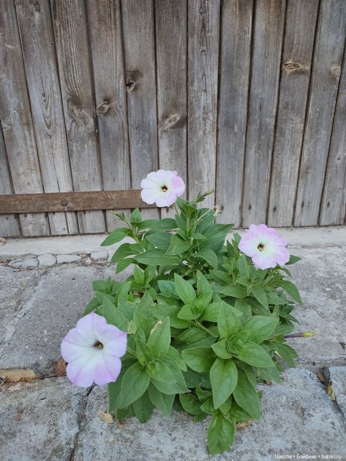 Новоселы- 27 — Винтажные куклы ГДР (Немки): Бигги