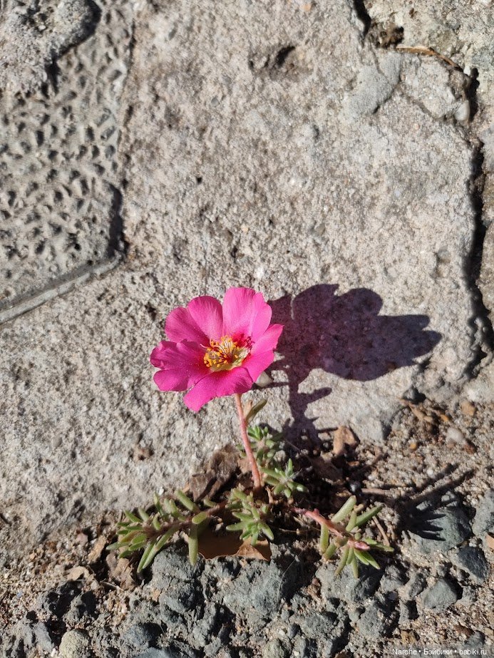 Новоселы- 27 — Винтажные куклы ГДР (Немки): Бигги