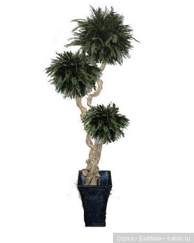 Стабилизированная туя