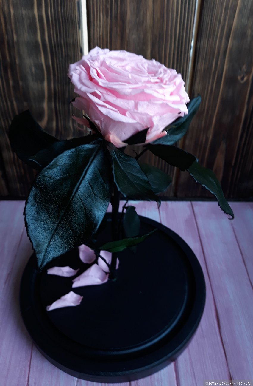 Флористическое чудо – стабилизированные растения (фото 9)