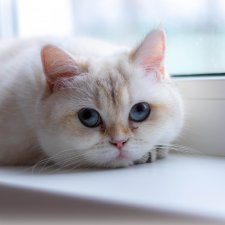 Мои британские котики