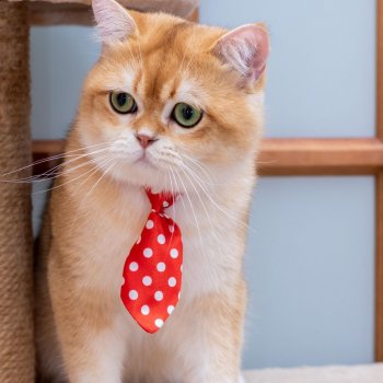 18 сентября День рыжего кота