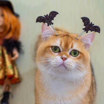 Поздравляем с  Хэллоуином