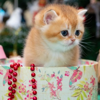 Новогодняя фотосесиия котиков