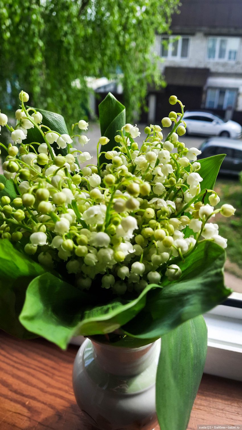 Моя новая минуш Ава (Луиза) 🌺🌺🌺
