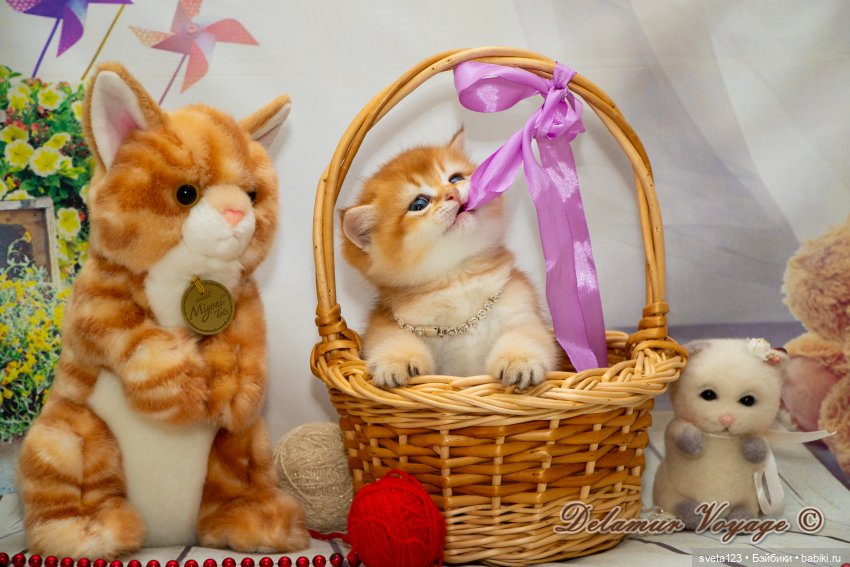 Фотосессия котят 🐱🐱🐱 — В мире животных: смешные фото питомцев и зверей