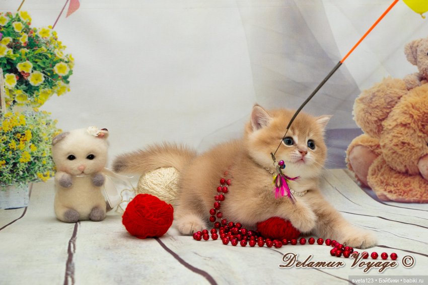 Фотосессия котят 🐱🐱🐱 — В мире животных: смешные фото питомцев и зверей (фото 5)