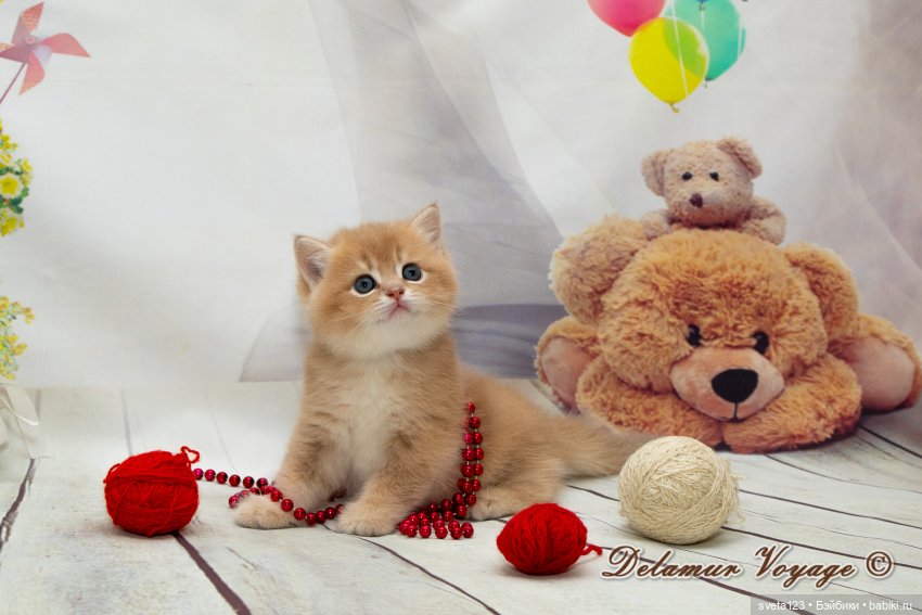 Фотосессия котят 🐱🐱🐱 — В мире животных: смешные фото питомцев и зверей (фото 2)