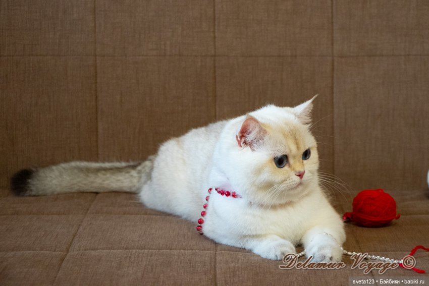 Фотосессия котят 🐱🐱🐱 — В мире животных: смешные фото питомцев и зверей