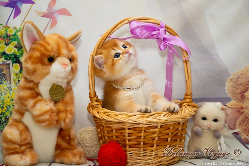 Фотосессия котят 🐱🐱🐱 — В мире животных: смешные фото питомцев и зверей