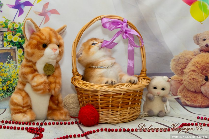 Фотосессия котят 🐱🐱🐱 — В мире животных: смешные фото питомцев и зверей