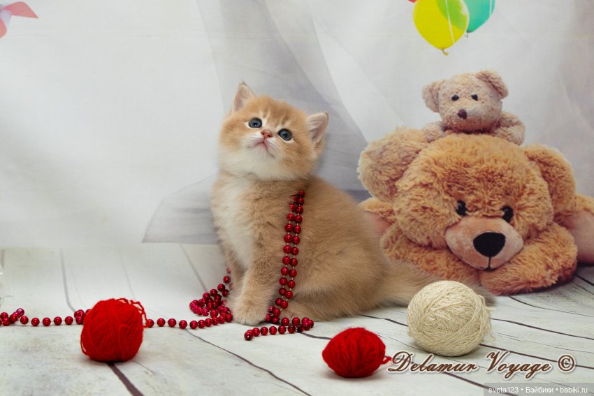 Фотосессия котят 🐱🐱🐱 — В мире животных: смешные фото питомцев и зверей (фото 3)