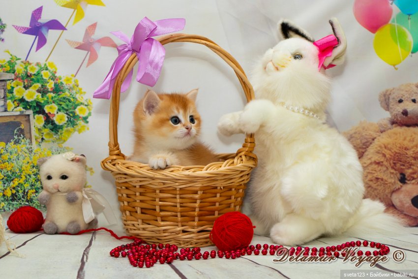 Фотосессия котят 🐱🐱🐱 — В мире животных: смешные фото питомцев и зверей