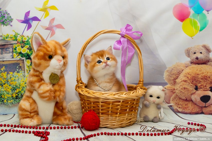 Фотосессия котят 🐱🐱🐱 — В мире животных: смешные фото питомцев и зверей