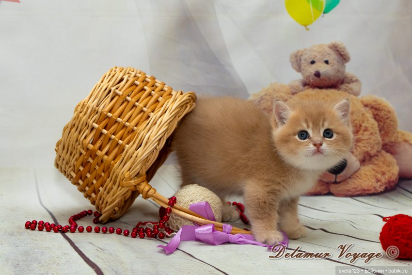 Фотосессия котят 🐱🐱🐱 — В мире животных: смешные фото питомцев и зверей (фото 4)