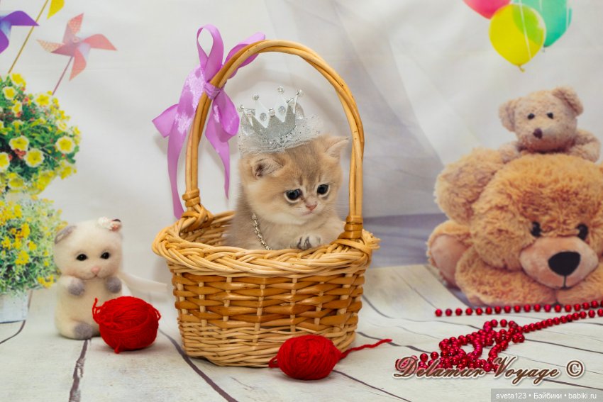 Фотосессия котят 🐱🐱🐱 — В мире животных: смешные фото питомцев и зверей