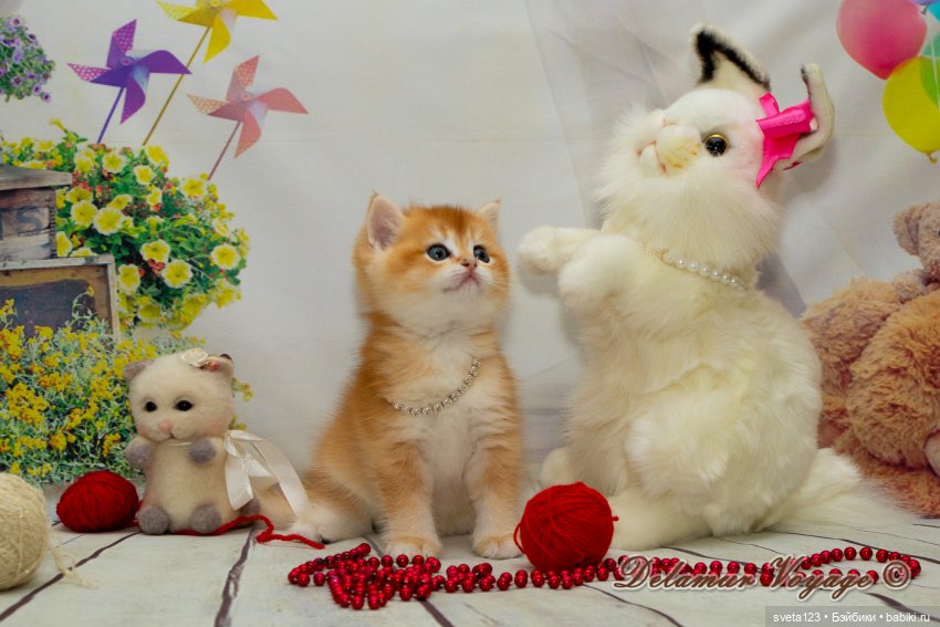 Фотосессия котят 🐱🐱🐱 — В мире животных: смешные фото питомцев и зверей