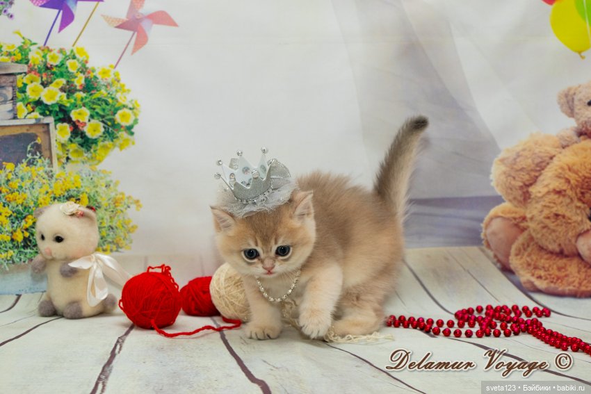 Фотосессия котят 🐱🐱🐱 — В мире животных: смешные фото питомцев и зверей (фото 9)