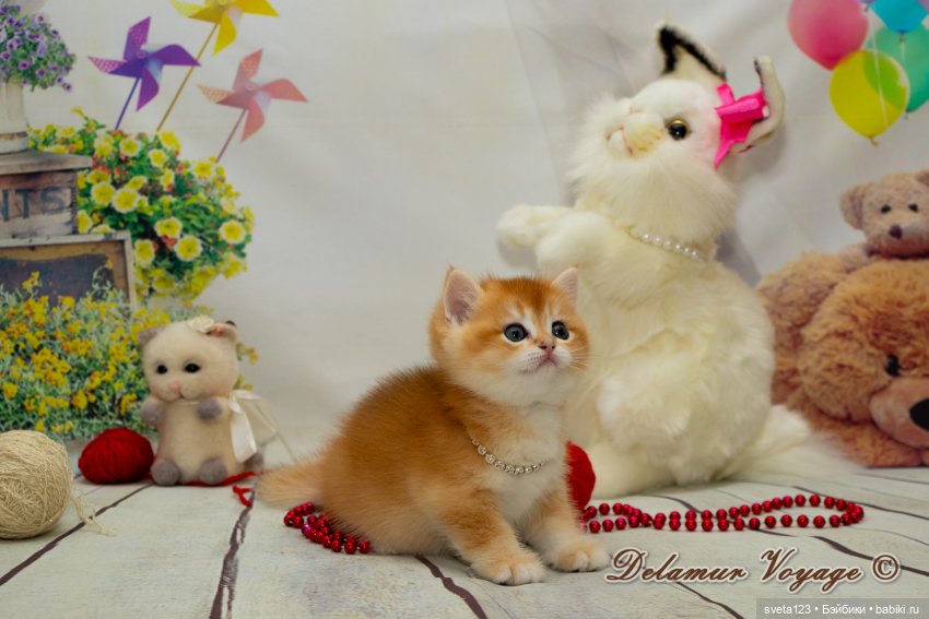 Фотосессия котят 🐱🐱🐱 — В мире животных: смешные фото питомцев и зверей