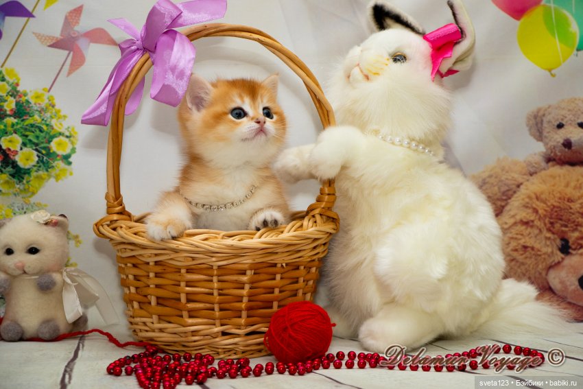 Фотосессия котят 🐱🐱🐱 — В мире животных: смешные фото питомцев и зверей