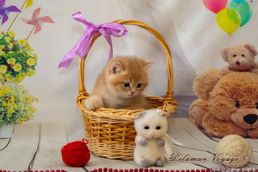 Фотосессия котят 🐱🐱🐱 — В мире животных: смешные фото питомцев и зверей