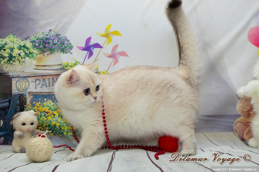 Фотосессия котят 🐱🐱🐱 — В мире животных: смешные фото питомцев и зверей