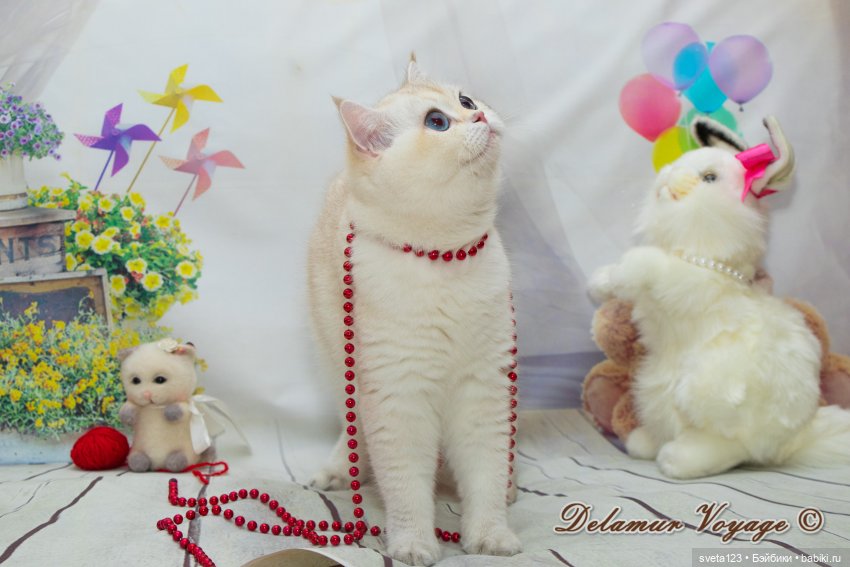 Фотосессия котят 🐱🐱🐱 — В мире животных: смешные фото питомцев и зверей