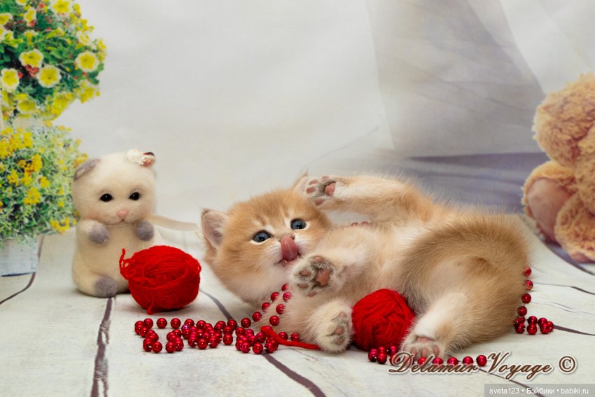 Фотосессия котят 🐱🐱🐱 — В мире животных: смешные фото питомцев и зверей (фото 6)