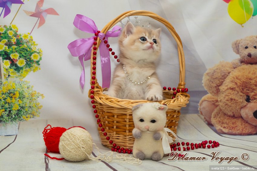 Фотосессия котят 🐱🐱🐱 — В мире животных: смешные фото питомцев и зверей (фото 10)