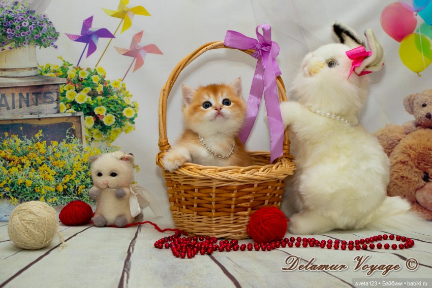 Фотосессия котят 🐱🐱🐱 — В мире животных: смешные фото питомцев и зверей