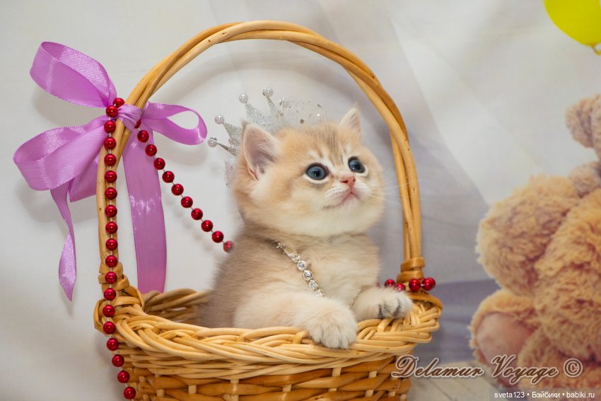 Фотосессия котят 🐱🐱🐱 — В мире животных: смешные фото питомцев и зверей (фото 7)