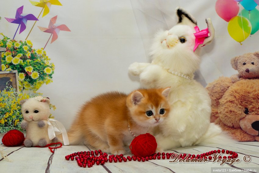 Фотосессия котят 🐱🐱🐱 — В мире животных: смешные фото питомцев и зверей