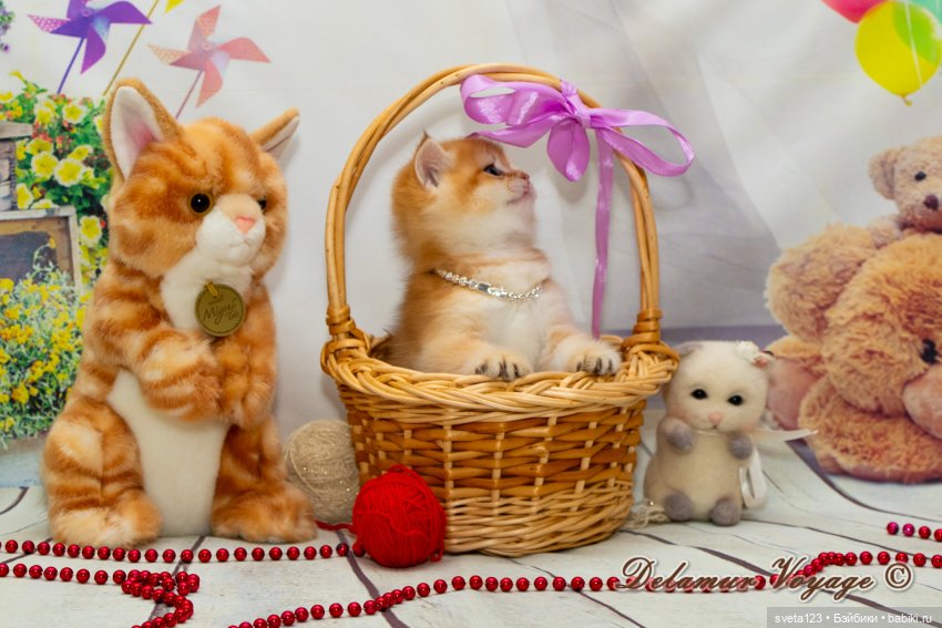 Фотосессия котят 🐱🐱🐱 — В мире животных: смешные фото питомцев и зверей