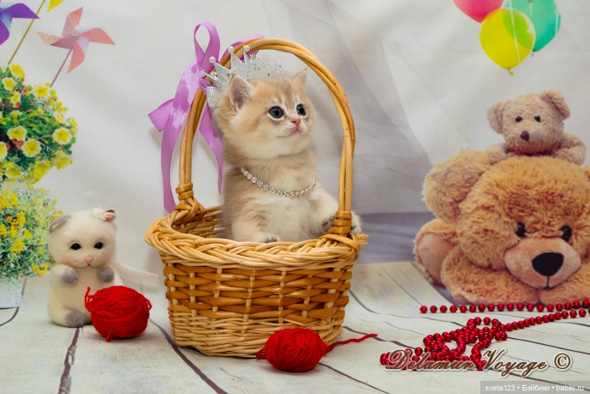 Фотосессия котят 🐱🐱🐱 — В мире животных: смешные фото питомцев и зверей