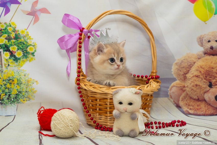 Фотосессия котят 🐱🐱🐱 — В мире животных: смешные фото питомцев и зверей (фото 8)