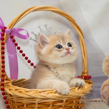 Фотосессия котят 🐱🐱🐱