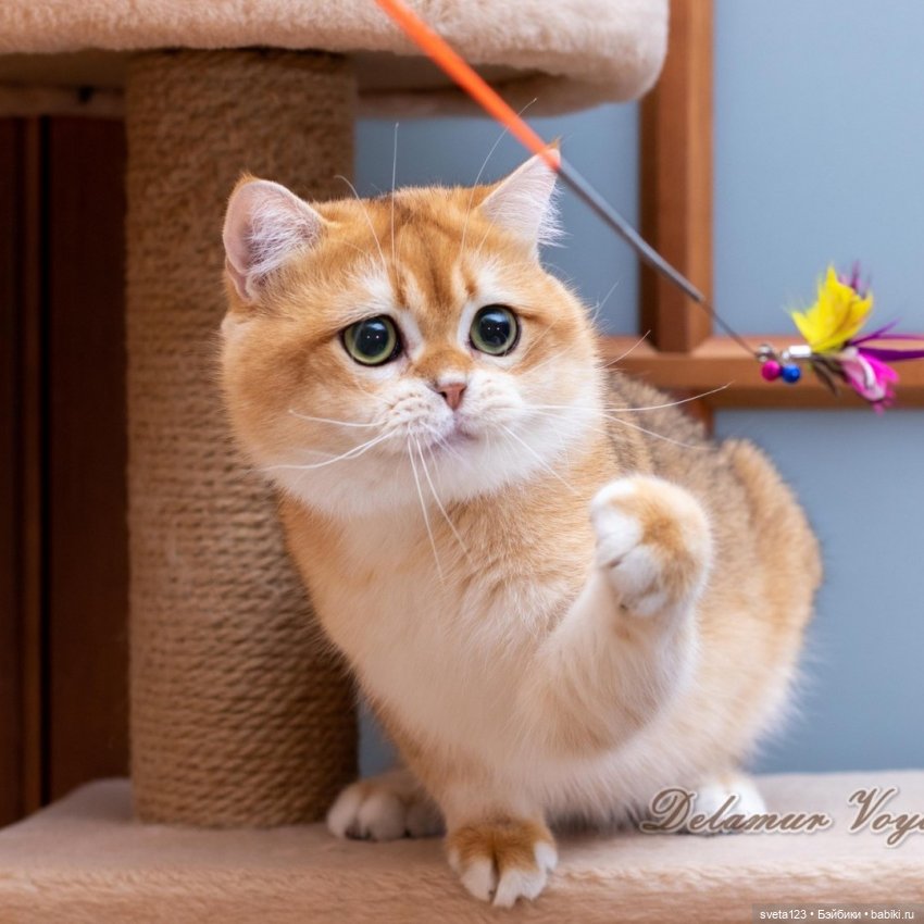 Фотосессия котят 🐱🐱🐱 — В мире животных: смешные фото питомцев и зверей