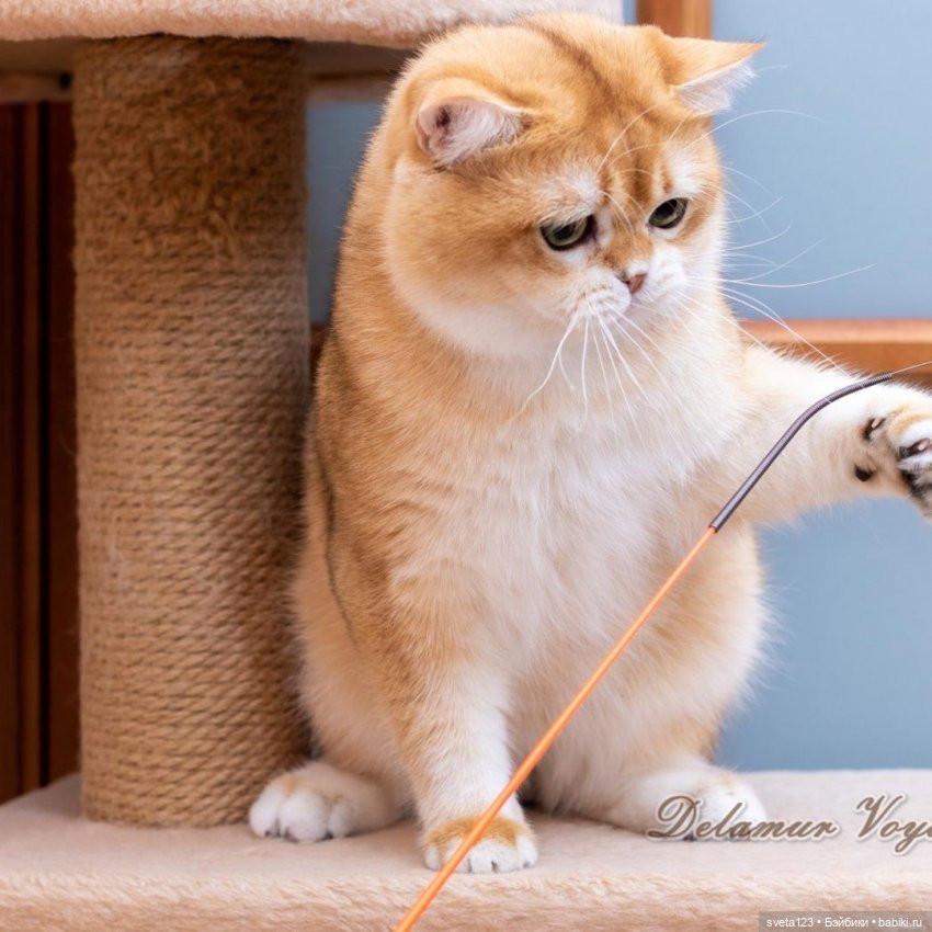 Фотосессия котят 🐱🐱🐱 — В мире животных: смешные фото питомцев и зверей