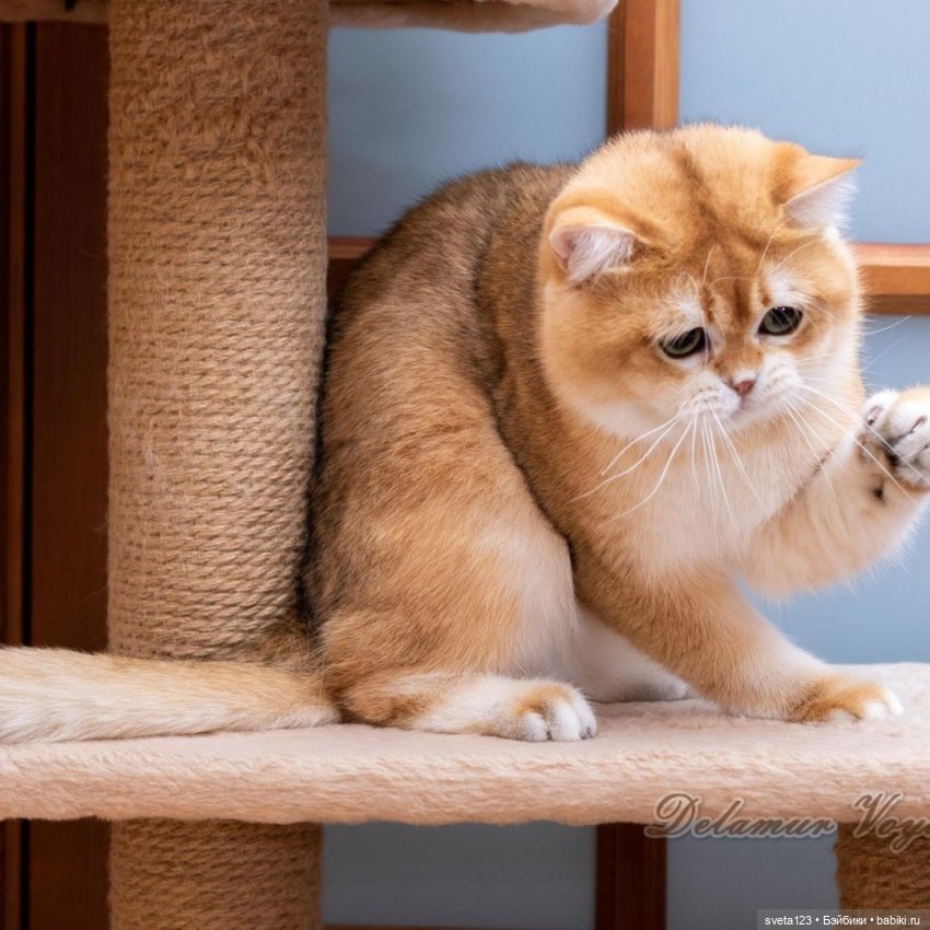 Фотосессия котят 🐱🐱🐱 — В мире животных: смешные фото питомцев и зверей