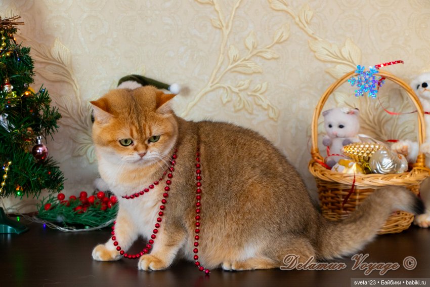 Новогодняя фотосессия моих котиков 🐱🐱🐱 | Бэйбики Новогодняя фотосессия моих котиков 🐱🐱🐱