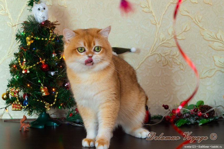 Новогодняя фотосессия моих котиков 🐱🐱🐱 | Бэйбики Новогодняя фотосессия моих котиков 🐱🐱🐱