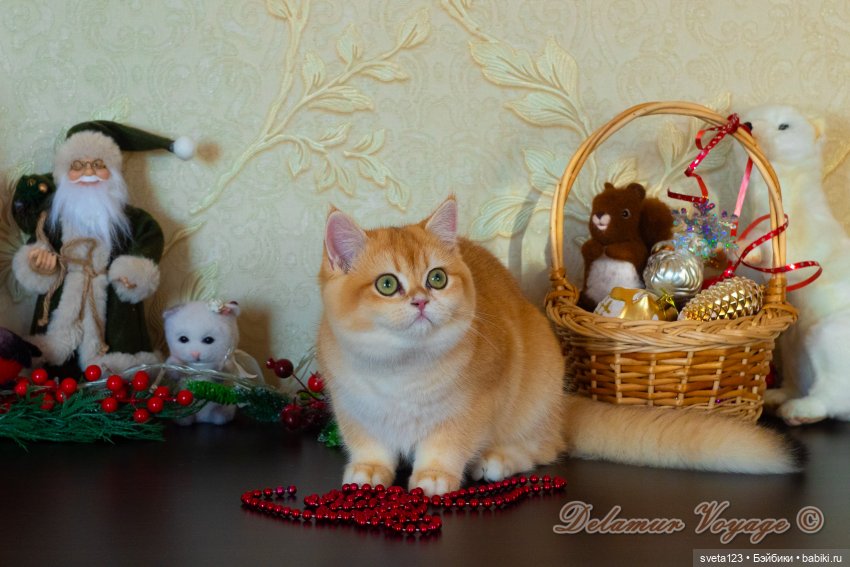 Новогодняя фотосессия моих котиков 🐱🐱🐱 | Бэйбики Новогодняя фотосессия моих котиков 🐱🐱🐱 (фото 5)